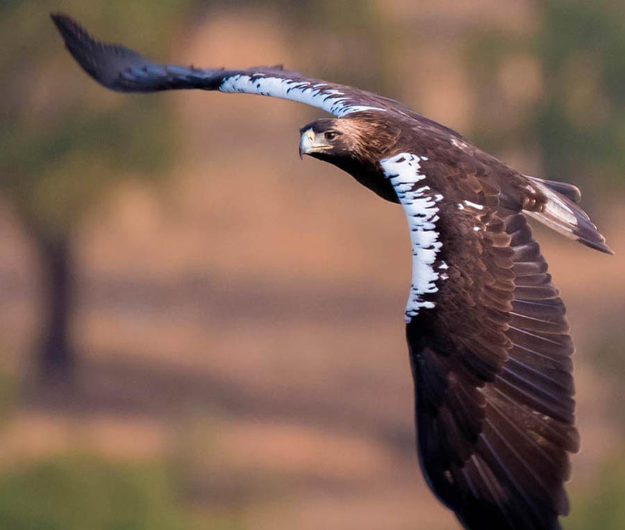 Imagen de un Aguila Imperial